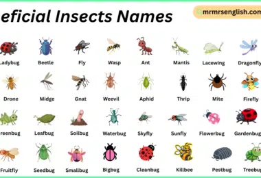 Beneficial Insects Names in English with Their Pictures