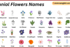 Biennial Flowers Names in English with Their Pictures