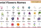 Biennial Flowers Names in English with Their Pictures