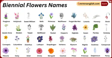 Biennial Flowers Names in English with Their Pictures