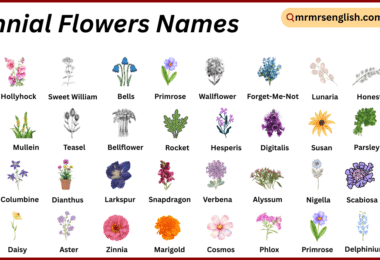 Biennial Flowers Names in English with Their Pictures