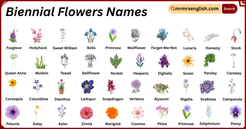Biennial Flowers Names in English with Their Pictures