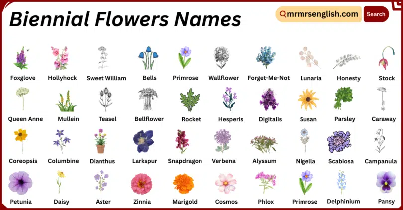 Biennial Flowers Names in English with Their Pictures