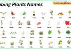 Climbing Plants Names in English with Their Pictures