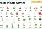 Climbing Plants Names in English with Their Pictures