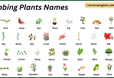 Climbing Plants Names in English with Their Pictures