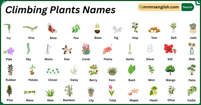 Climbing Plants Names in English with Their Pictures
