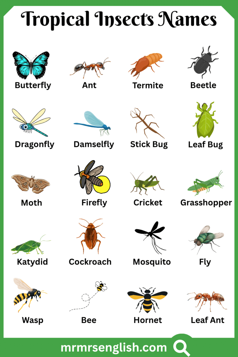 Tropical Insects Names in English with Their Pictures - MR MRS ENGLISH