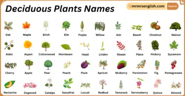 Deciduous Plants Names in English with Their Pictures