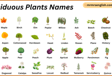 Deciduous Plants Names in English with Their Pictures