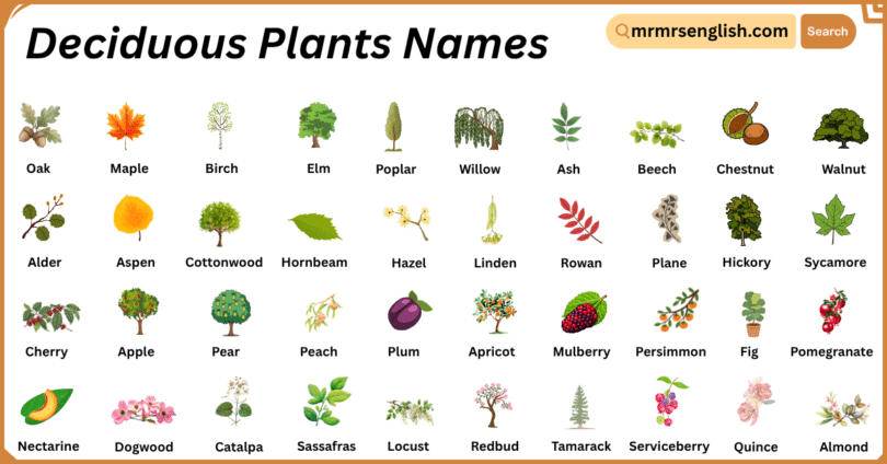 Deciduous Plants Names in English with Their Pictures