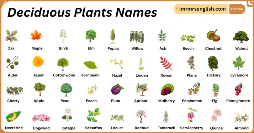 Deciduous Plants Names in English with Their Pictures