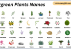 Evergreen Plants Plants in English with Their Pictures
