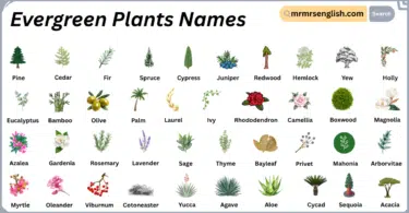 Evergreen Plants Plants in English with Their Pictures