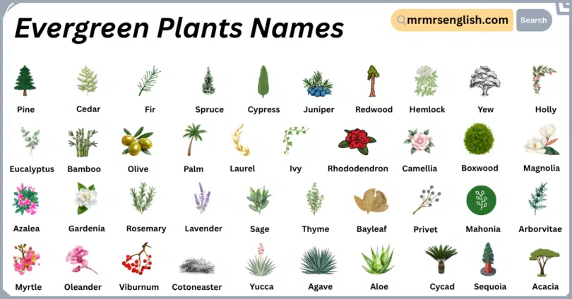 Evergreen Plants Plants in English with Their Pictures