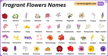 Fragrant Flowers Names in English with Their Pictures