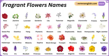 Fragrant Flowers Names in English with Their Pictures