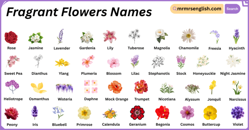 Fragrant Flowers Names in English with Their Pictures
