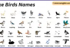 Lake Birds Names in English with Their Pictures