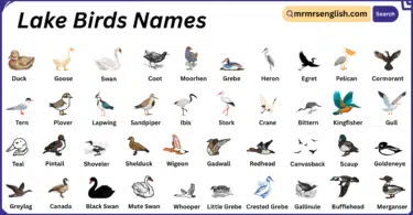Lake Birds Names in English with Their Pictures