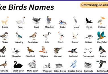 Lake Birds Names in English with Their Pictures