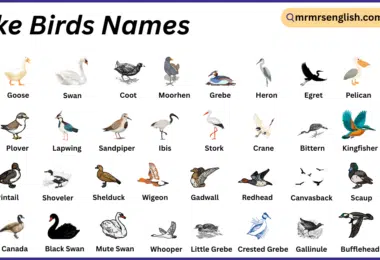 Lake Birds Names in English with Their Pictures