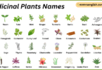 Medicinal Plants Names in English with Their Pictures