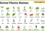 Medicinal Plants Names in English with Their Pictures