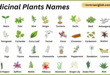 Medicinal Plants Names in English with Their Pictures