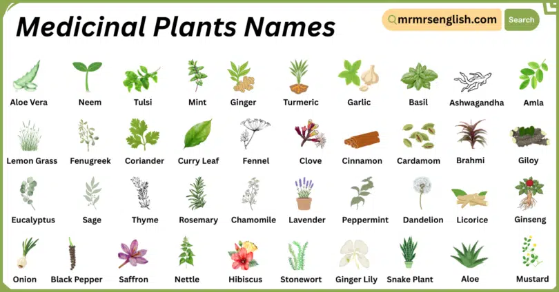 Medicinal Plants Names in English with Their Pictures
