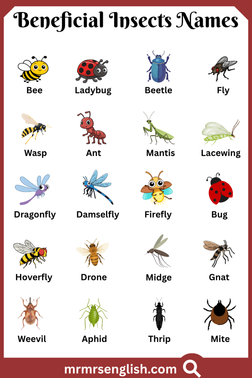 Beneficial Insects Names in English with Their Pictures - MR MRS ENGLISH
