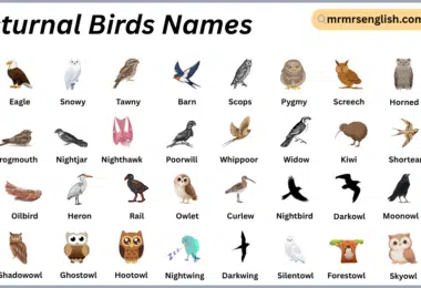 Nocturnal Birds Names in English with Their Pictures