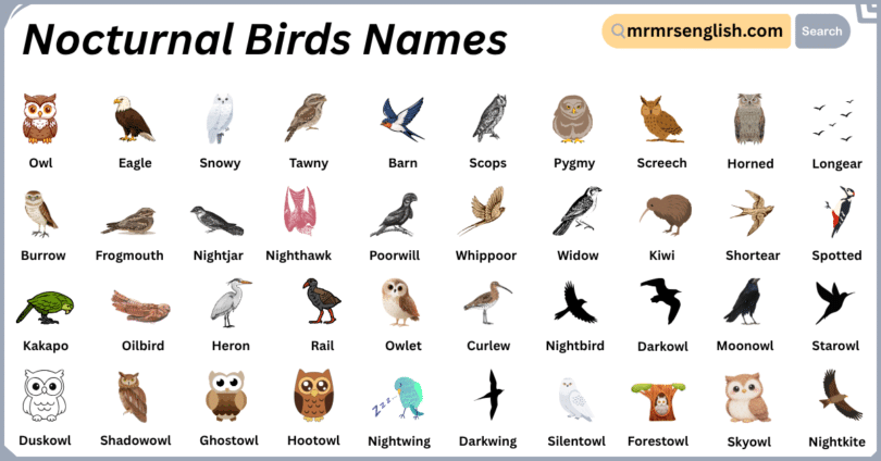 Nocturnal Birds Names in English with Their Pictures