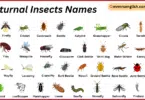 Nocturnal Insects Names in English with Their Pictures
