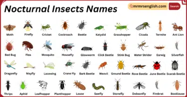Nocturnal Insects Names in English with Their Pictures