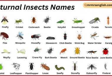 Nocturnal Insects Names in English with Their Pictures