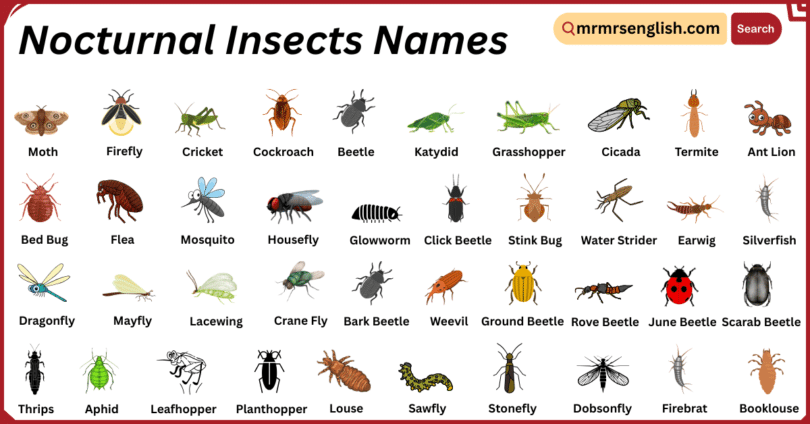 Nocturnal Insects Names in English with Their Pictures