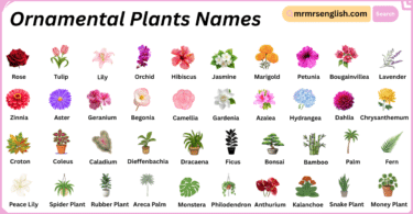 Ornamental Plants Names in English with Their Pictures