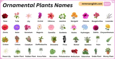 Ornamental Plants Names in English with Their Pictures
