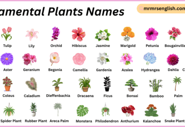 Ornamental Plants Names in English with Their Pictures