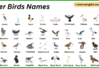 River Birds Names in English with Their Pictures