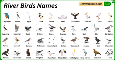 River Birds Names in English with Their Pictures