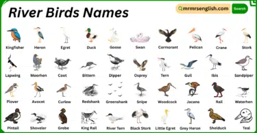 River Birds Names in English with Their Pictures