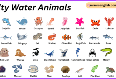 Salty Water Animals Names in English with Their Pictures