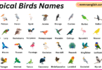 Tropical Birds Names in English with Their Pictures