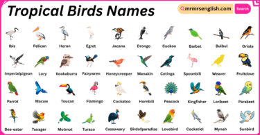 Tropical Birds Names in English with Their Pictures