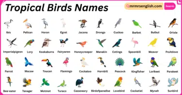 Tropical Birds Names in English with Their Pictures