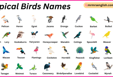 Tropical Birds Names in English with Their Pictures