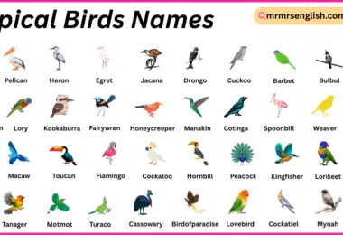 Tropical Birds Names in English with Their Pictures