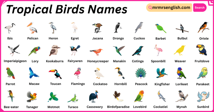 Tropical Birds Names in English with Their Pictures